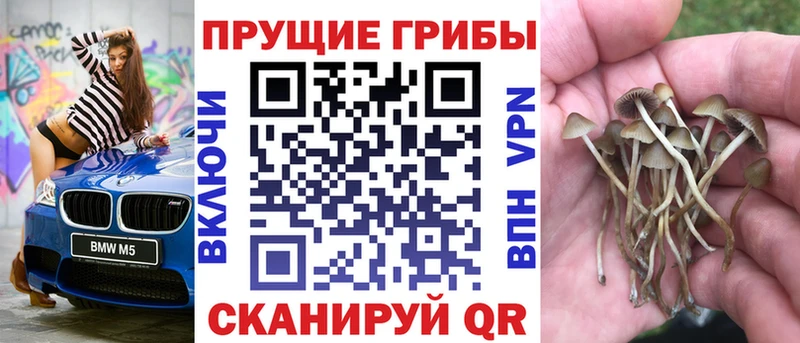 магазин продажи   Нестеров  Галлюциногенные грибы Psilocybe 